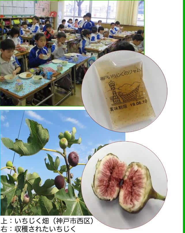 神戸市学校給食で提供されたいちじくジャムの紹介写真