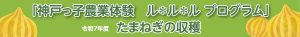 「神戸っ子農業体験 ル＊ル＊ル プログラム」たまねぎの収穫