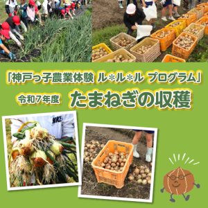 令和7年度たまねぎの収穫