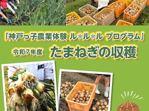 令和7年度たまねぎの収穫