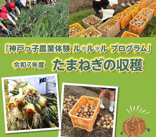 令和7年度たまねぎの収穫
